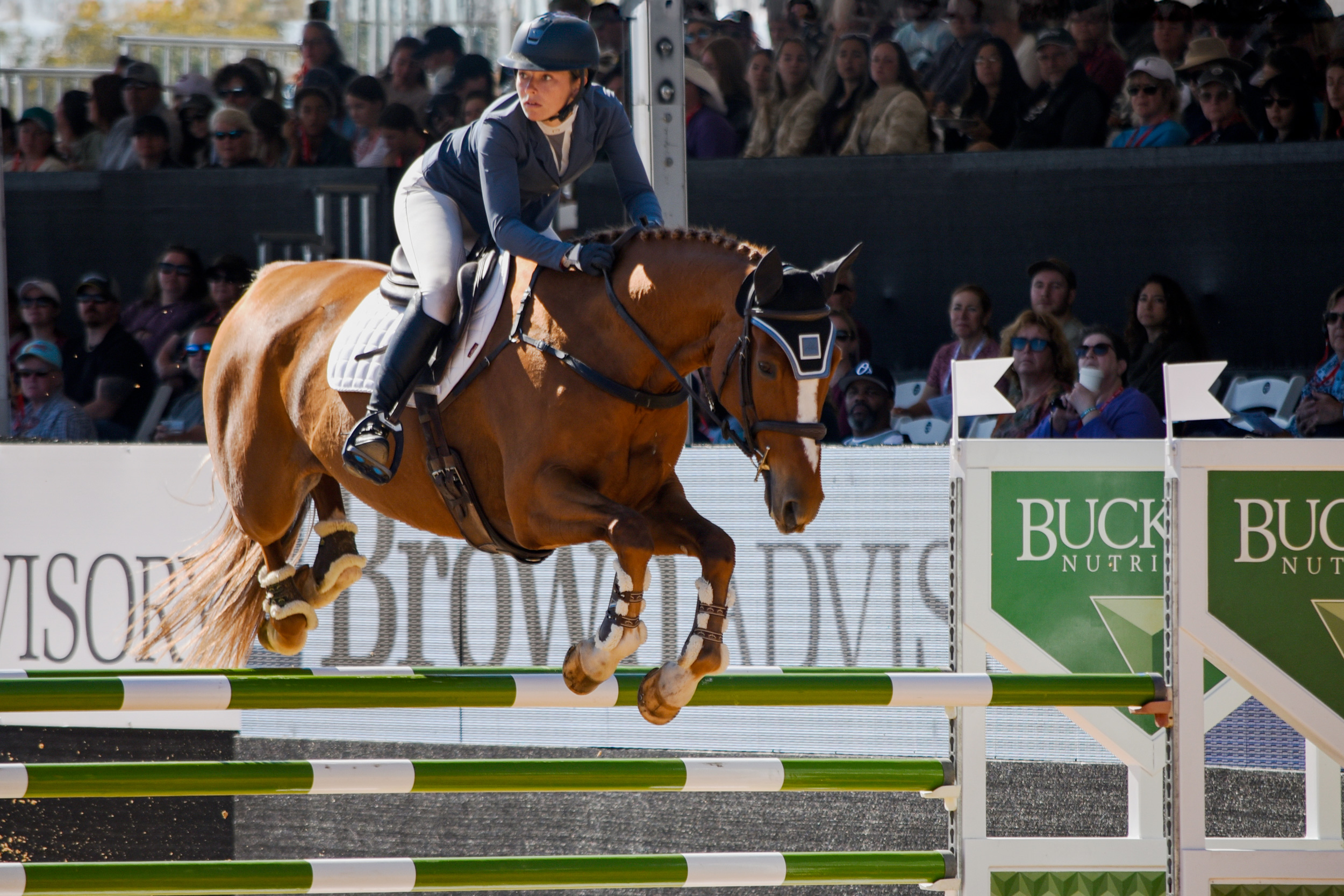 5 Star rider jumping and looking towards the next jump
