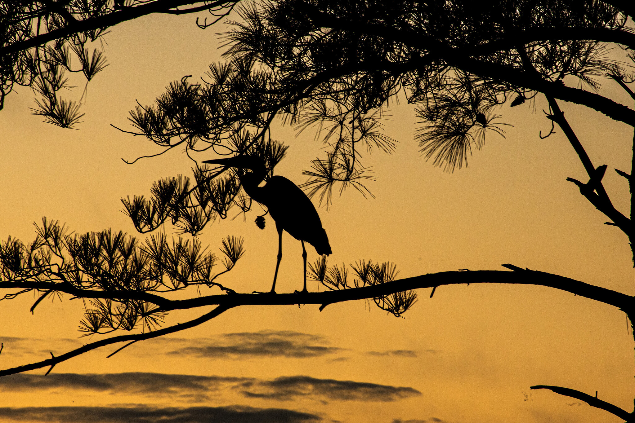 Blue heron