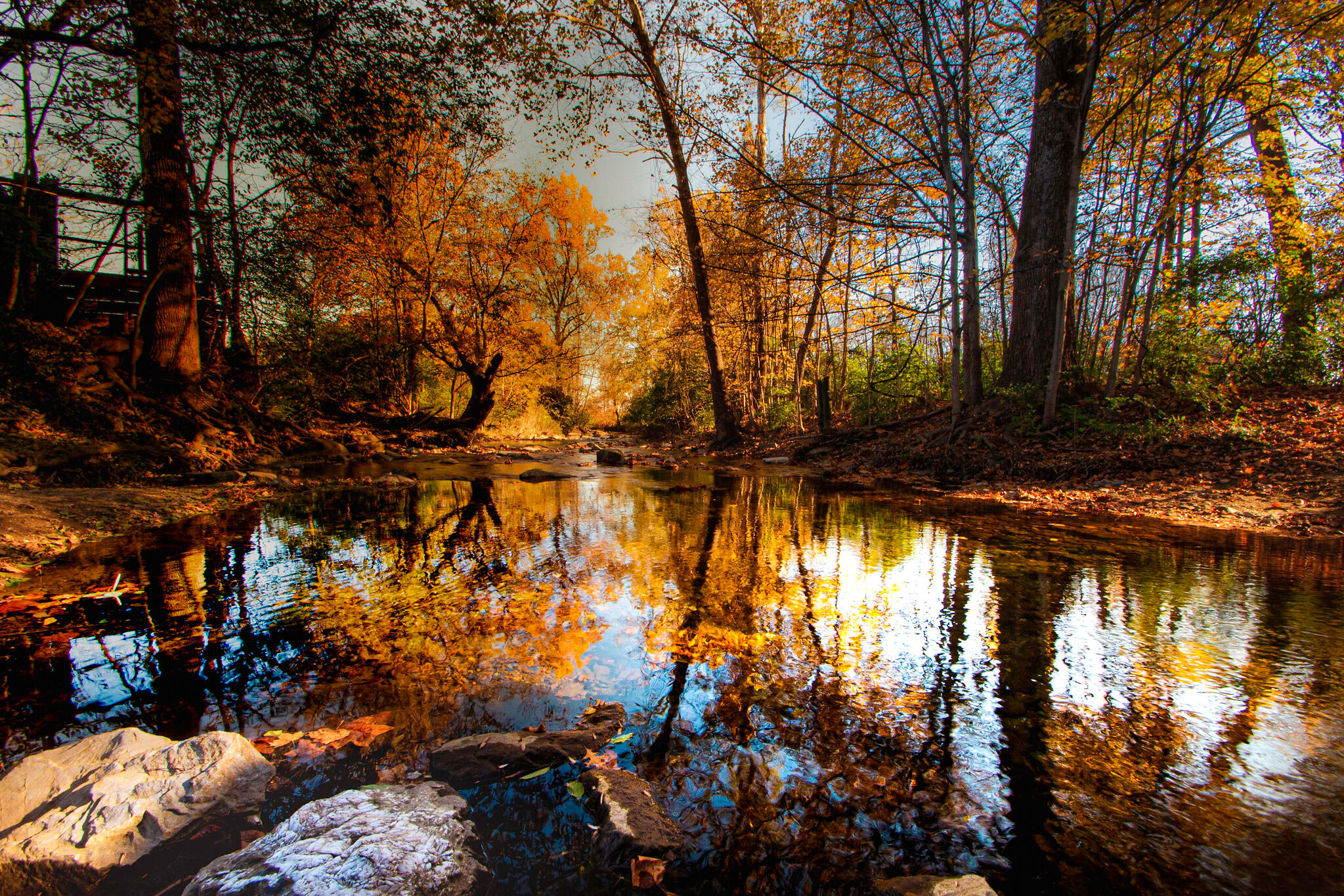 Fall foliage by a stream