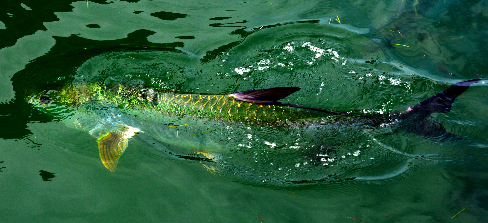 tarpon