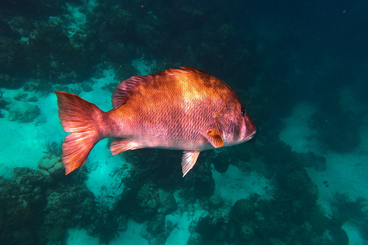 red snapper swimming into the darkness