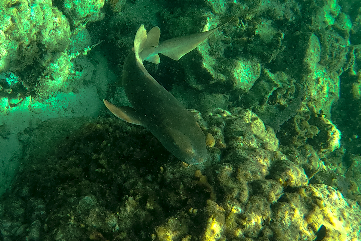 nurse shark swimming towards the camera